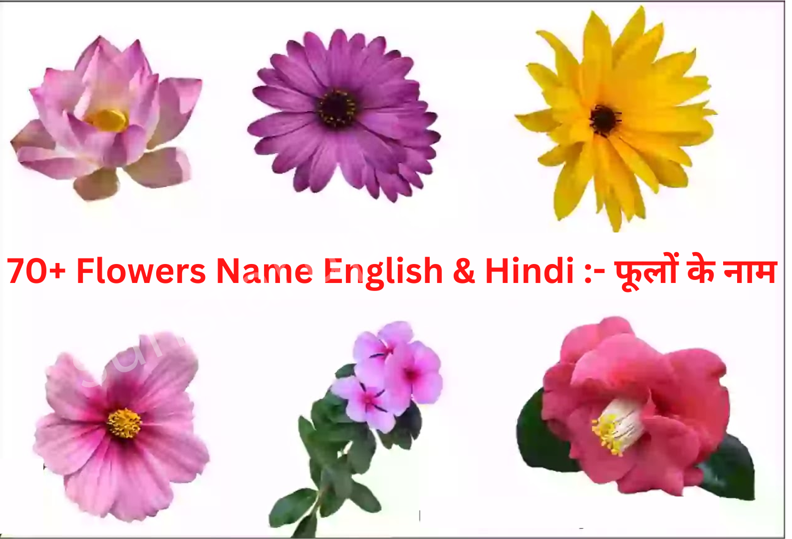 100-flowers-name-in-english-and-marathi-with-pdf