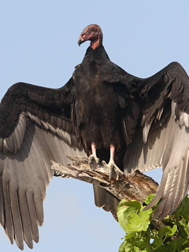Turkey Vulture, Turkey buzzard.
